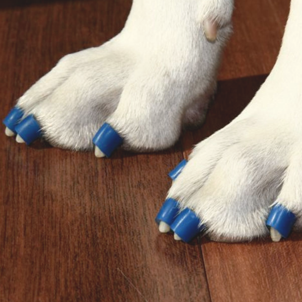 Dr. Buzby's ToeGrips® for Dogs