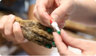 How to Apply ToeGrips Using Glue