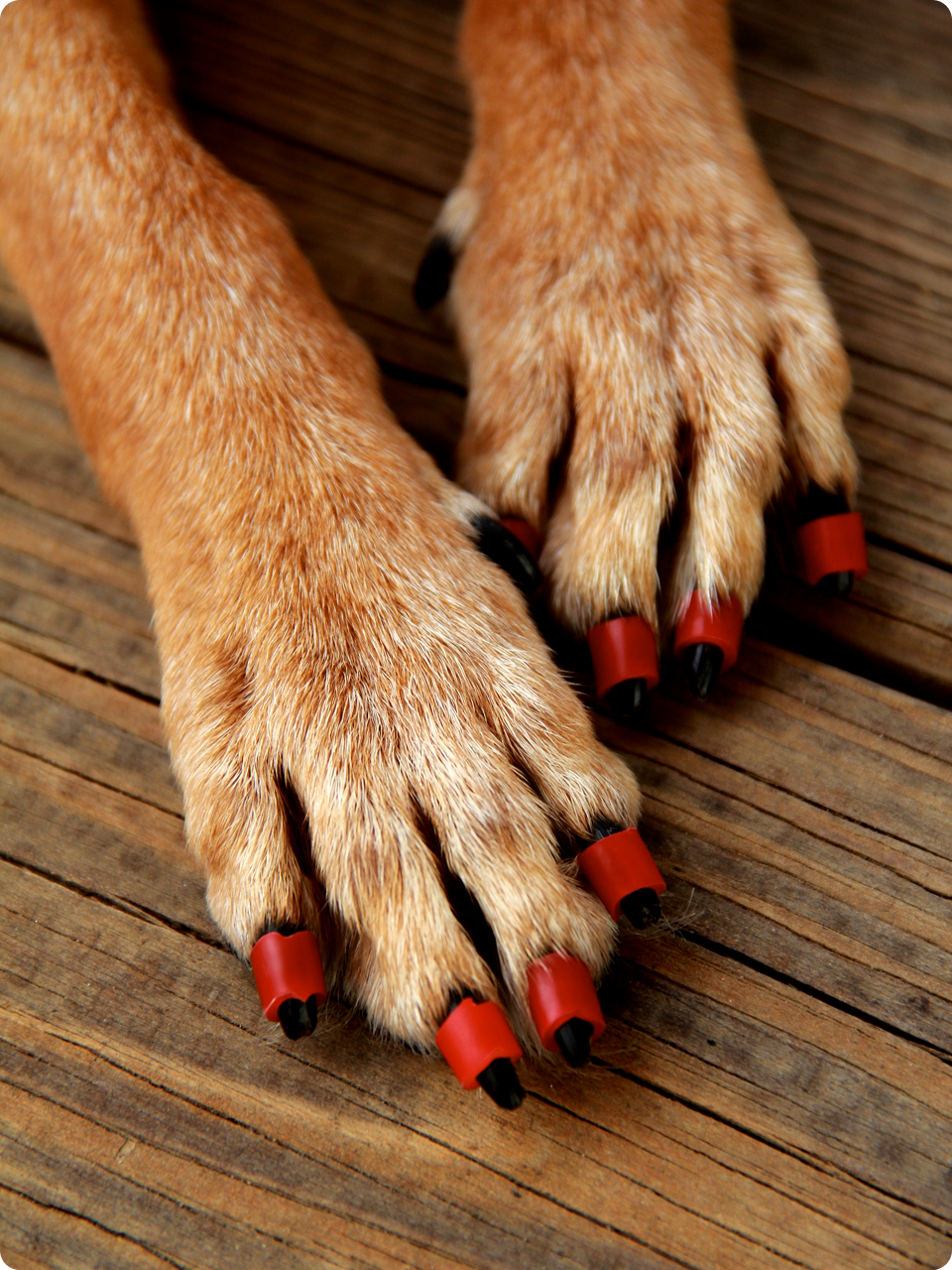 Toegrips