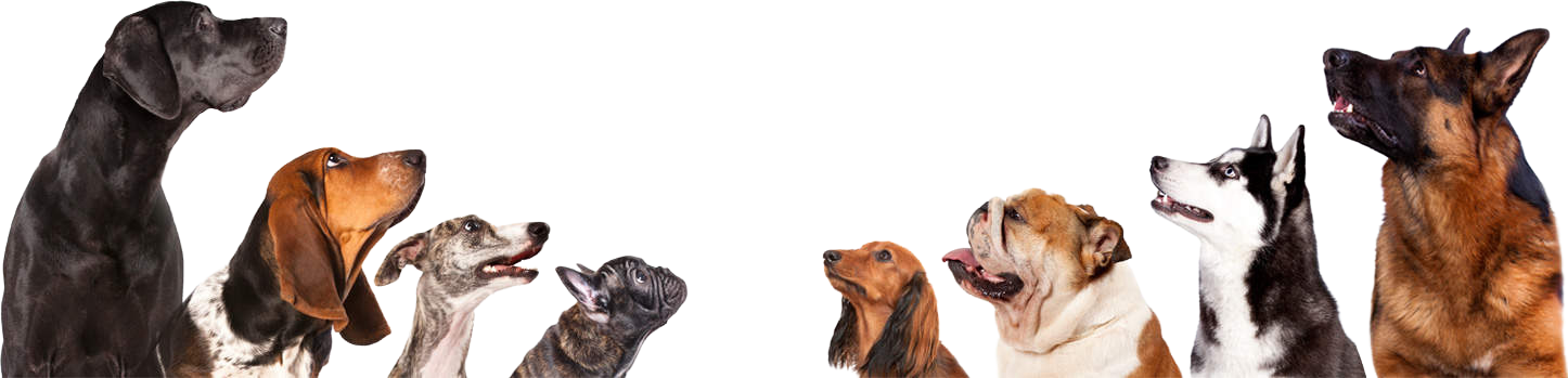 ToeGrips : bague en caoutchouc anti-dérapante pour chiens