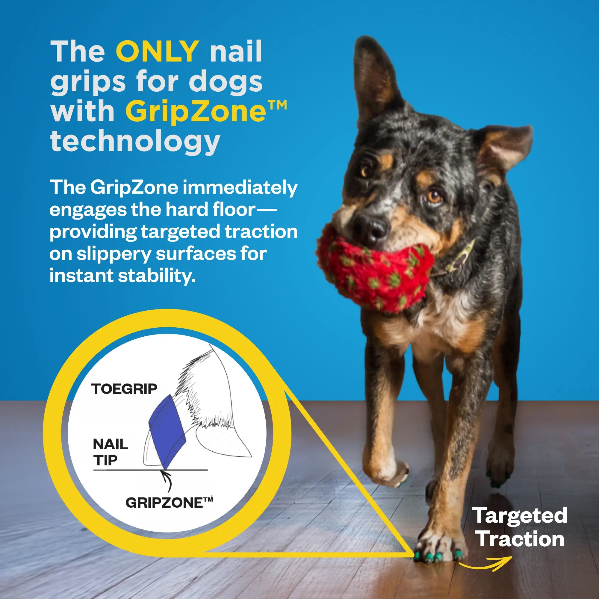 Dog Toenail Grips | Dr. Buzby's Toegrips® for Dogs – Dr. Buzby's