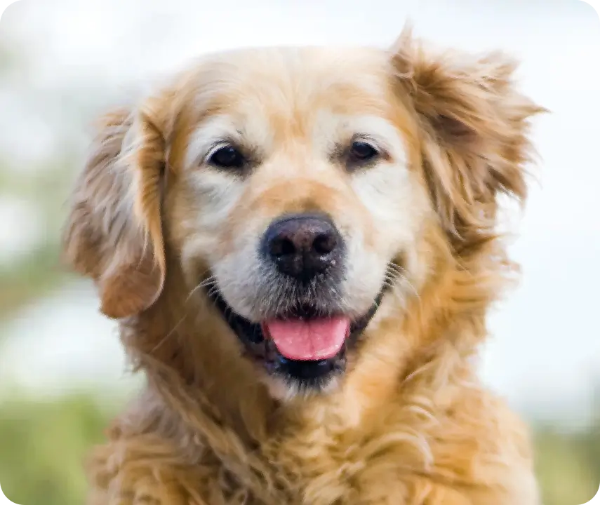 Golden Retriever Dog