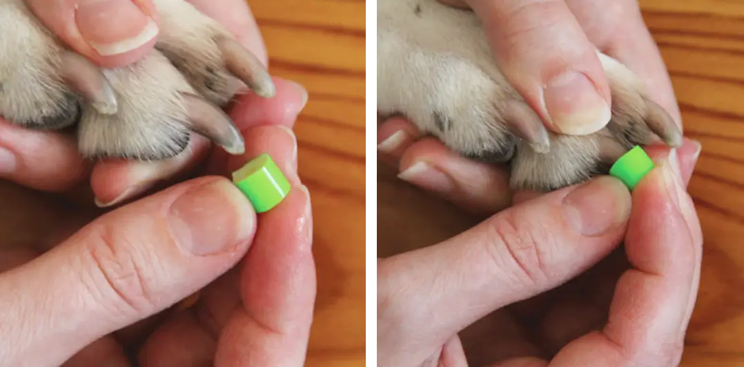 Press a wet ToeGrip onto the nail tip