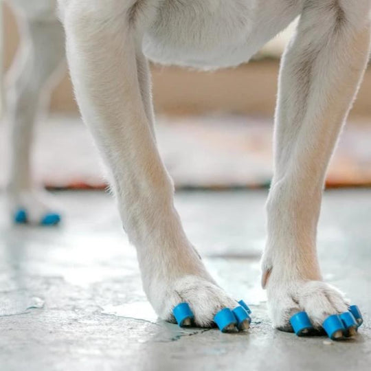 ToeGrips dog nail grips on close up picture of white paws standing on tile floor
