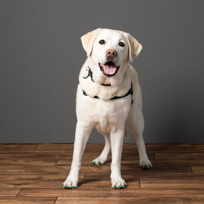 ToeGrips dog nail grips on yellow lab standing on hardwood floor