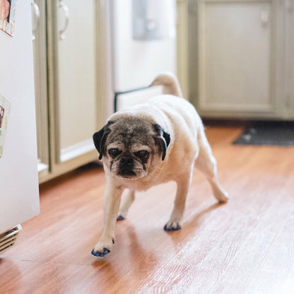 ToeGrips dog nail grips on pug walking on hardwood floor