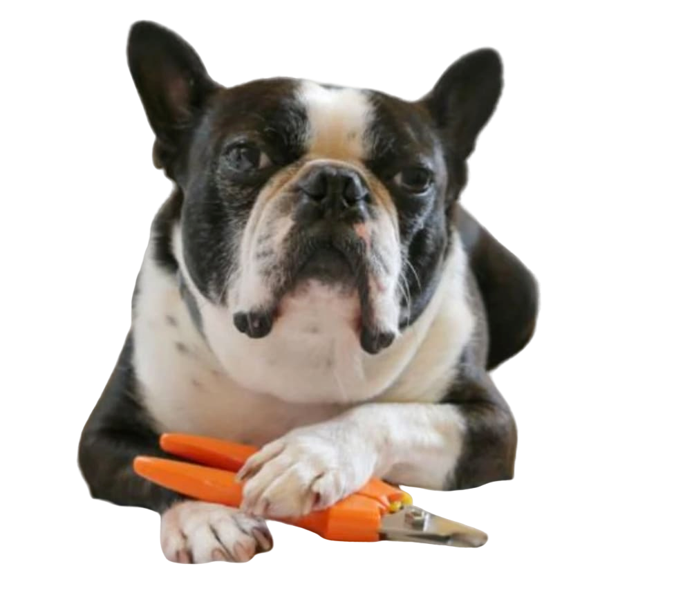 Dr. Buzby's Dog Nail Trimming Kit