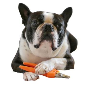 Dr. Buzby's Dog Nail Trimming Kit