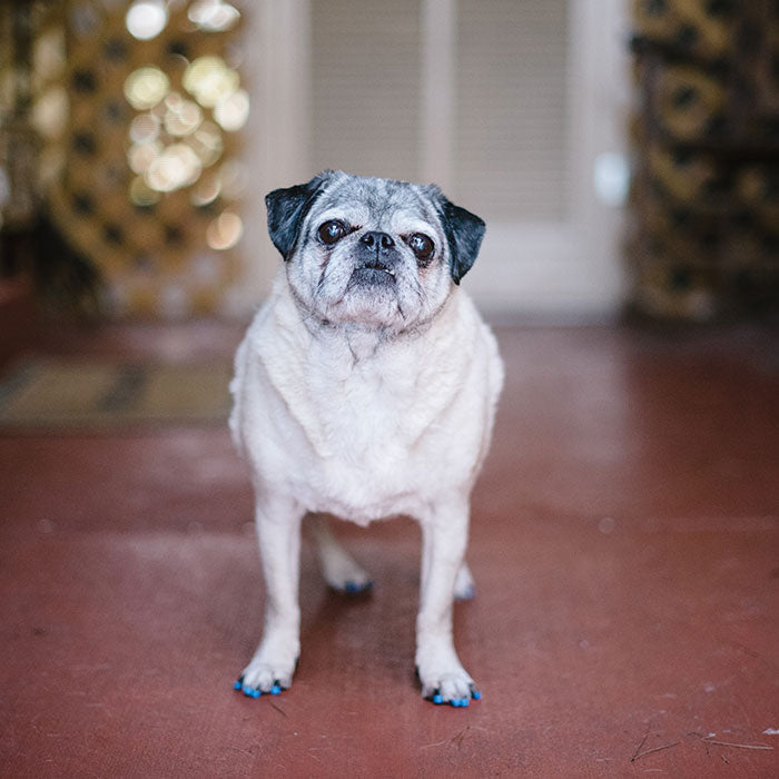 ToeGrips dog nail grips on pug standing on slippery floor